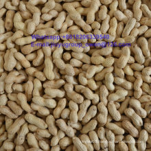 Raw Peanut Inshell Prompt Shipment